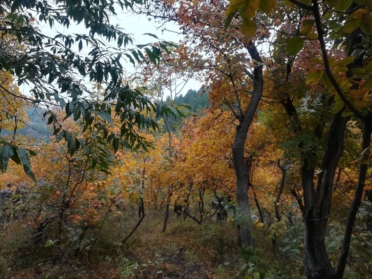 10月22日金英杰百望山团建活动